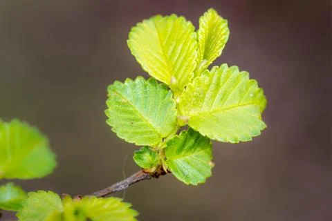 Young spring leaves 写真素材