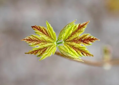 Young spring leaves Fotos Stock