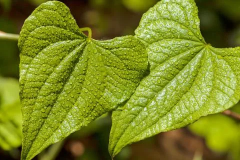 Young spring leaves Foto stock gratuite