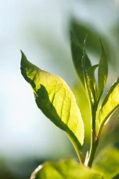 Young Spring Leaves Stock Photos