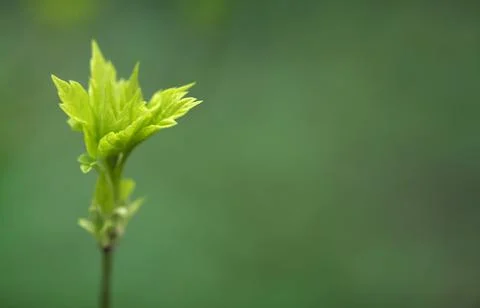 Young Spring Leaves. Stock Photos