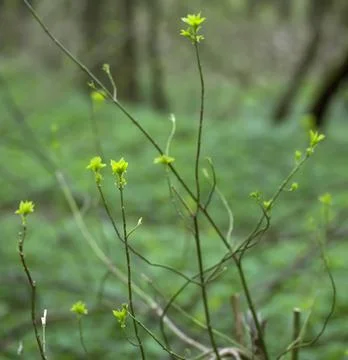 Young Spring Leaves. 스톡 사진