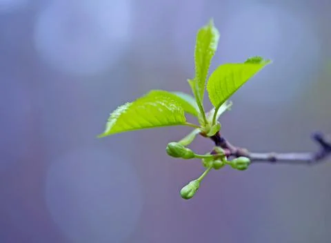 Young Spring Leaves. 스톡 사진
