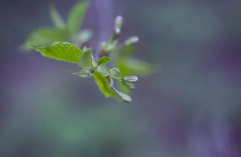 Young Spring Leaves. 스톡 사진