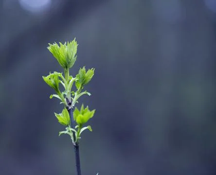 Young Spring Leaves. Stock Photos