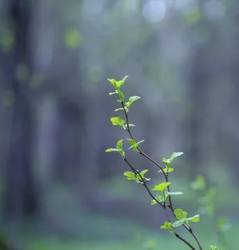 Young Spring Leaves. Foto stock