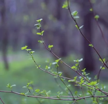 Young Spring Leaves. Stock Photos