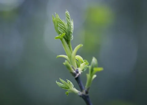 Young Spring Leaves. Stock Photos