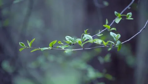 Young Spring Leaves. Stock Photos