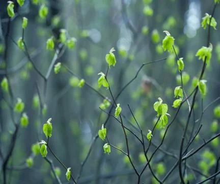 Young Spring Leaves. Stock Photos