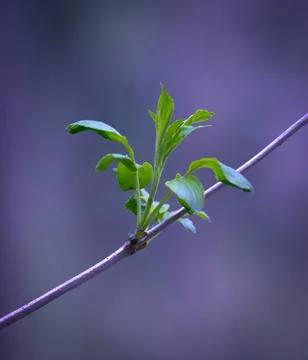 Young Spring Leaves. 스톡 사진