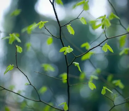 Young Spring Leaves. Stock Photos