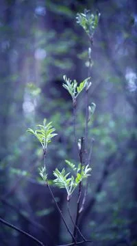 Young Spring Leaves. Foto stock