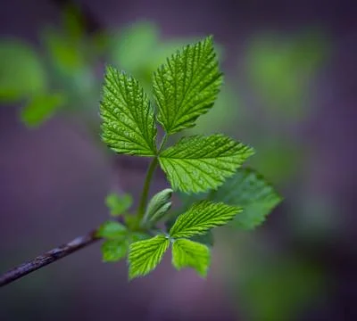 Young Spring Leaves. Stock Photos