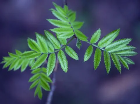 Young Spring Leaves. Stock Photos