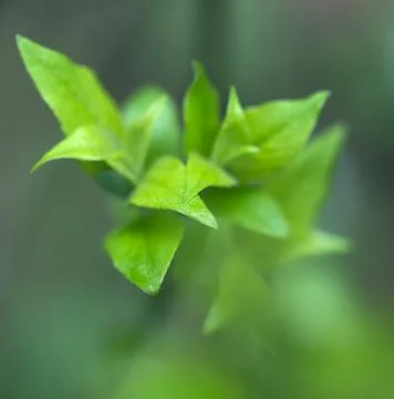 Young Spring Leaves. 스톡 사진