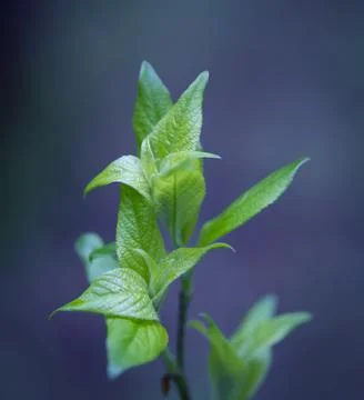 Young Spring Leaves. Stock Photos