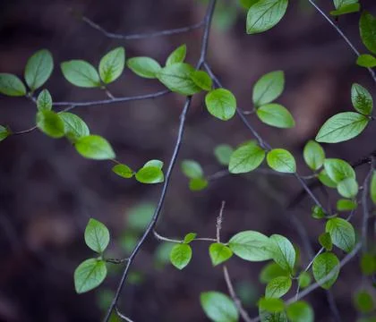 Young Spring Leaves. Foto stock