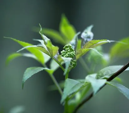Young Spring Leaves. Foto stock