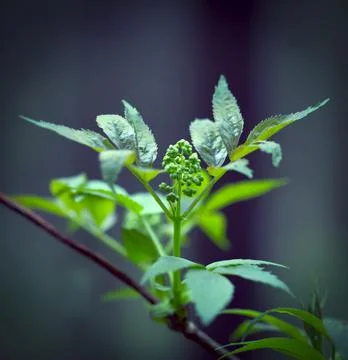 Young Spring Leaves. Stock Photos