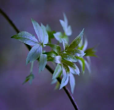 Young Spring Leaves. Foto stock
