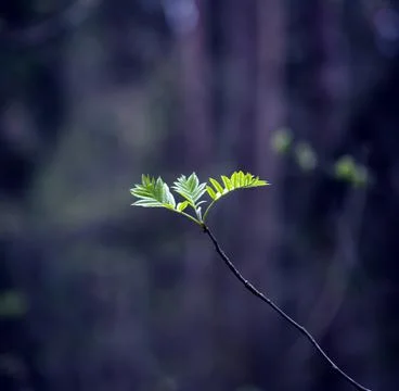 Young Spring Leaves. Stock Photos