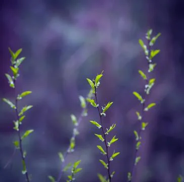 Young Spring Leaves. Stock Photos