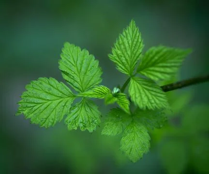 Young Spring Leaves. 스톡 사진