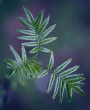 Young Spring Leaves. Foto stock