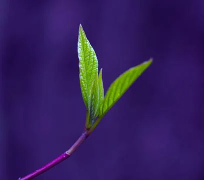 Young Spring Leaves. Stock-Fotos