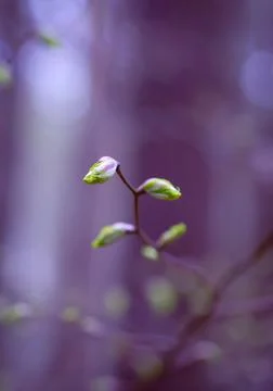 Young Spring Leaves. Stock Photos