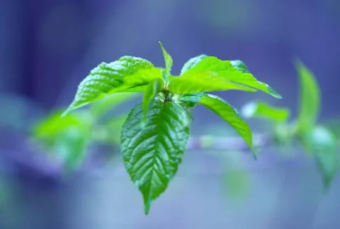 Young Spring Leaves. Stock Photos