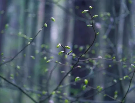 Young Spring Leaves. Stock Photos