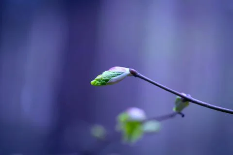 Young Spring Leaves. Stock-Fotos