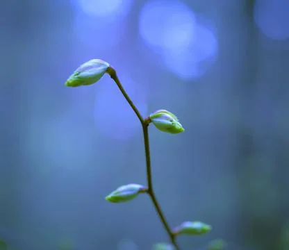 Young Spring Leaves. Stock Photos