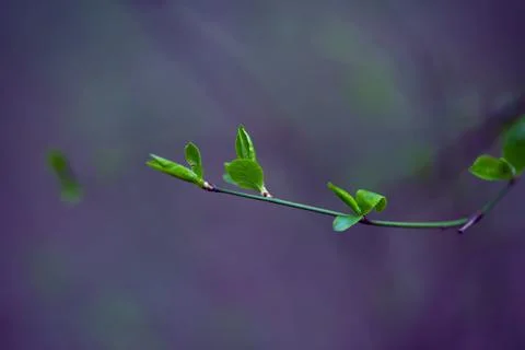 Young Spring Leaves. Foto stock