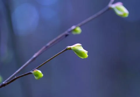 Young Spring Leaves. Foto stock