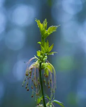 Young Spring Leaves. 스톡 사진