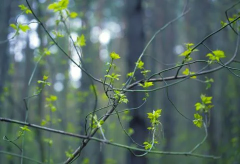 Young Spring Leaves. Stock Photos