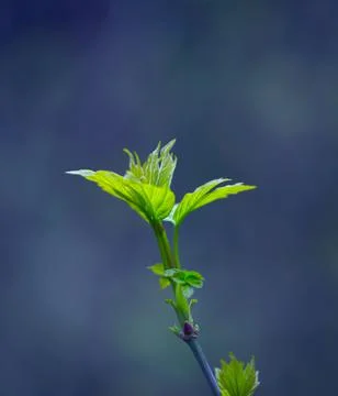 Young Spring Leaves. Stock Photos