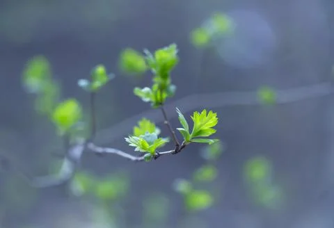 Young Spring Leaves. Stock-Fotos