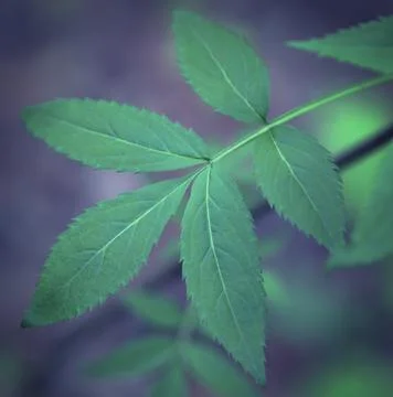 Young Spring Leaves. Stock Photos