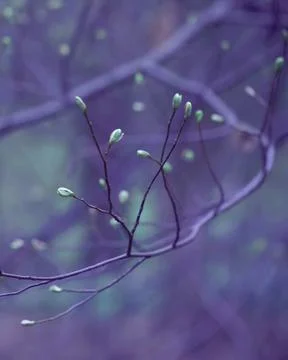 Young Spring Leaves. Stock Photos