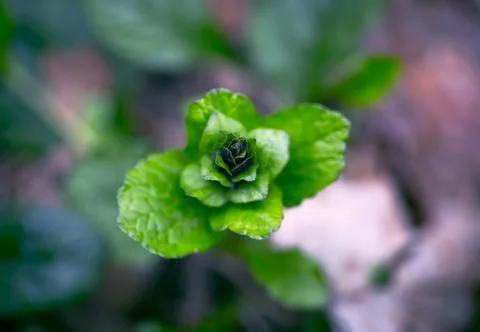 Young Spring Leaves. Stock Photos