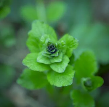 Young Spring Leaves. Stock Photos