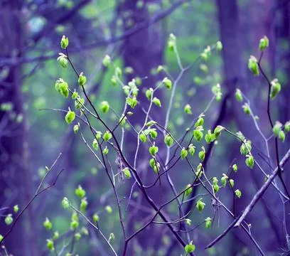 Young Spring Leaves. Stock Photos