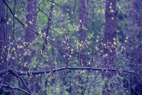 Young Spring Leaves. Stock Photos
