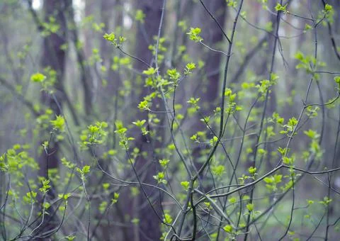 Young Spring Leaves. Stock Photos