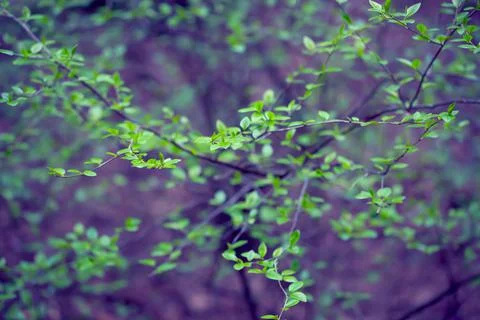 Young Spring Leaves. Foto stock