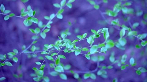 Young Spring Leaves. Stock Photos